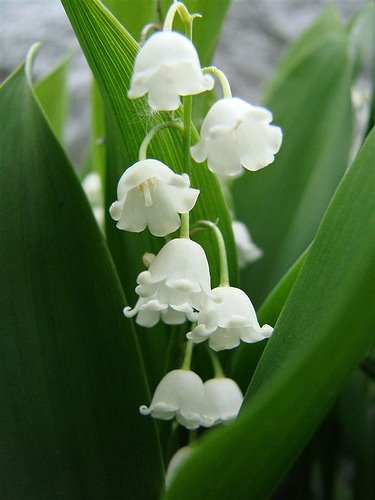 lily-of-the-valley